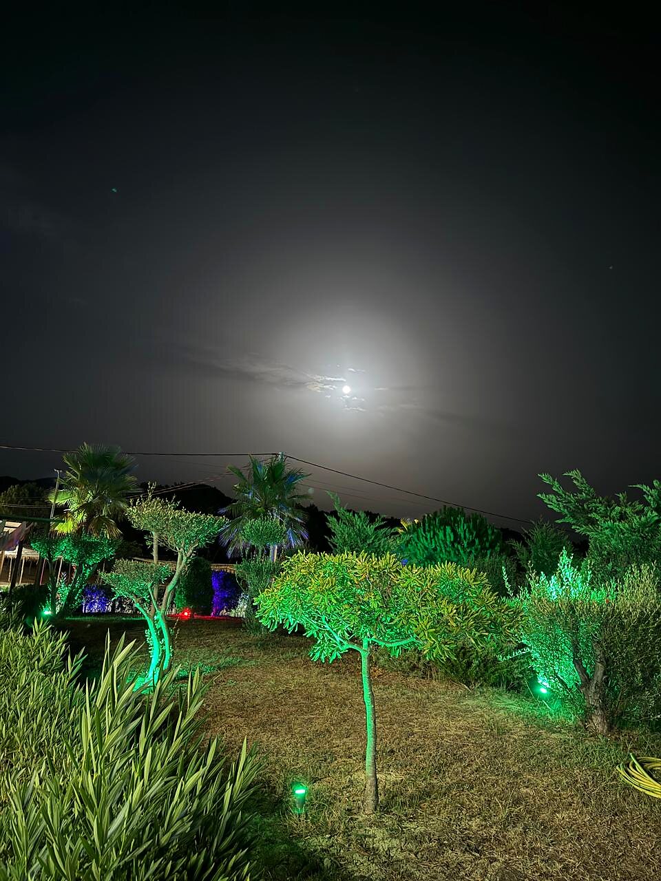 Moonlit dinners